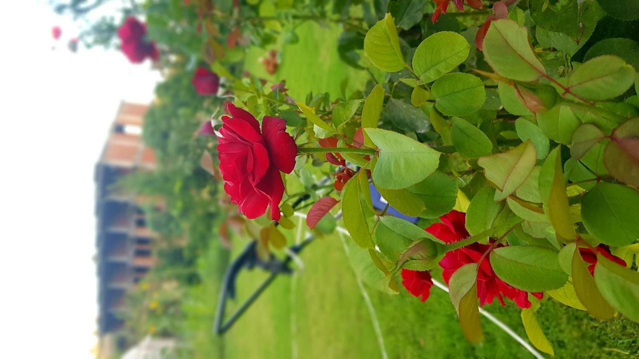 Rose Hotel B&B Patara Eksteriør billede